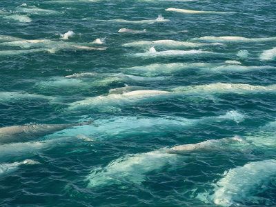 A Pod of Beluga Whales Swim at the Waters Surface by Norbert Rosing An image of: Free Beluga Whales Swimming in the Ocean