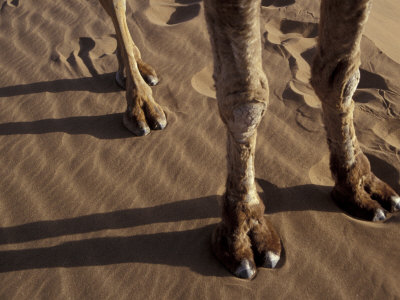 Camel's Feet and Legs Morocco Photographic Print zoom view in room