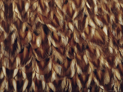 external image 39FPD00Z.jpg