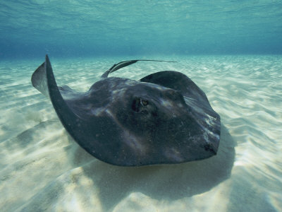A Southern Stingray Swims Close to the Ocean Floor Photographic Print