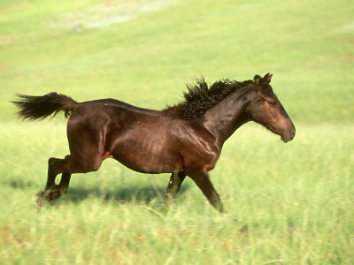 morgan horse