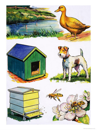 pictures of animals and their homes. Animals and Their Homes Giclee Print. zoom. view in room