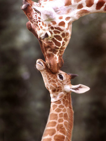 P3FBF00Z cute newborn baby giraffe pictures 