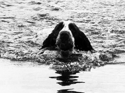 Dog Activities
