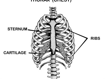 Thorax Chest Labeled Rib Cage Sternum Photographic Print zoom view in room