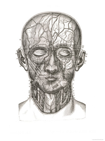 Arteries and Veins of Head and Arteries and Veins of Head and