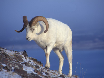 dall sheep ram on mountain