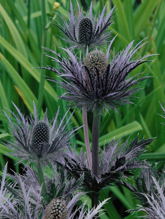flora usa