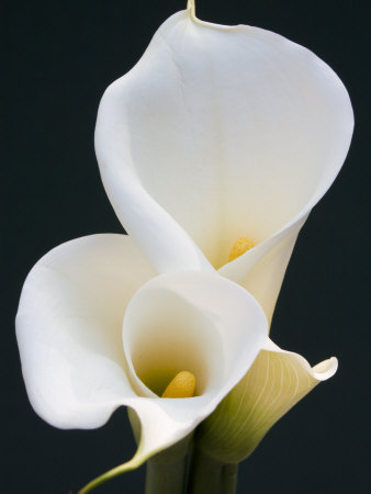 White Calla Lilies Photographic Print zoom view in room