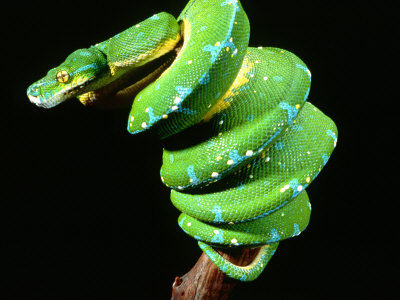 Green Tree Python Native to New Guinea Photographic Print