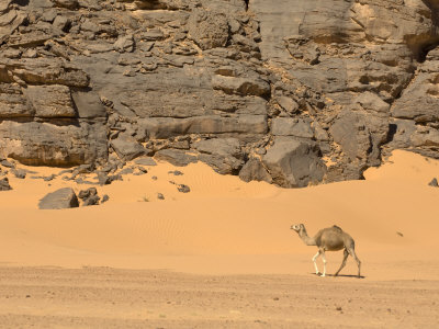 Camels Wadi Teshuinat Akakus Sahara Desert Fezzan Libya Photographic