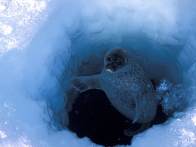 Adult Ringed Seal, Phoca Hispida, Comes Up in its Air Hole in the Ice by Paul Nicklen Paul Nicklen