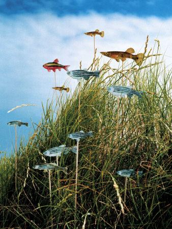 Fish in Grass Print Fish in Grass Print