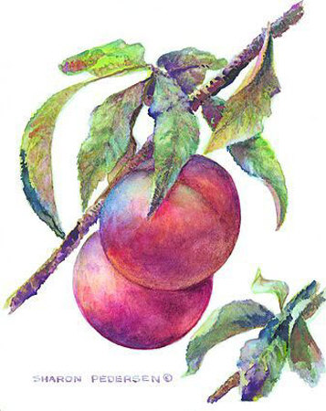 Peaches Print Peaches Print