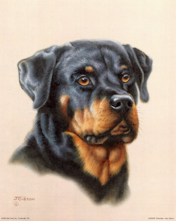 Rottweiler Print Rottweiler Print
