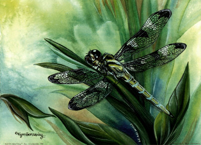 Dragonfly I Print Dragonfly I Print
