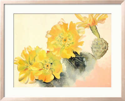 Yellow Cactus Framed Print Yellow Cactus Framed Print