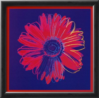 Daisy, c.1982 (blue and red) Framed Print Daisy, c.1982 (blue and red) Framed Print