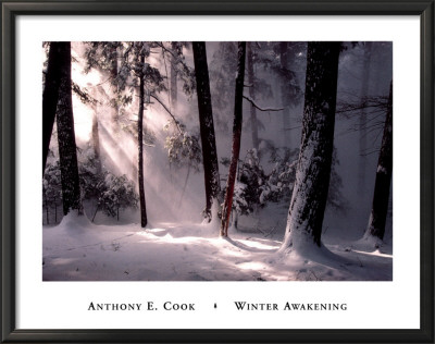 Winter Awakening Framed Print Winter Awakening Framed Print