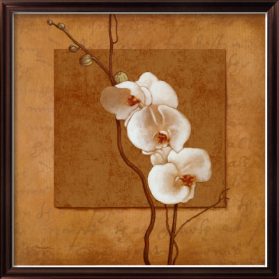 Golden Orchid I Framed Print Golden Orchid I Framed Print