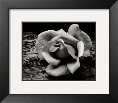 ansel adams photography rose. Rose and Driftwood