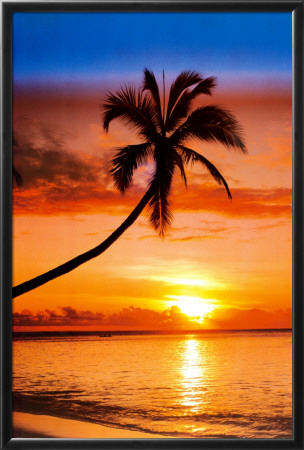 Sunset Palm Framed Poster Sunset Palm Framed Poster