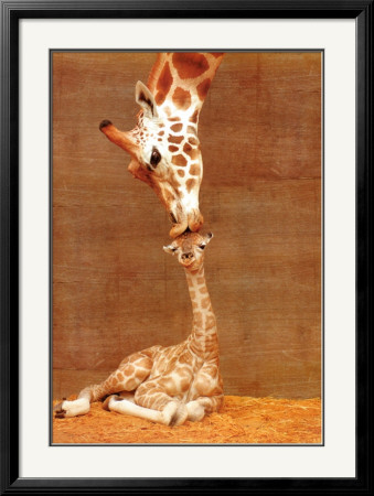 The First Kiss Framed Poster The First Kiss Framed Poster
