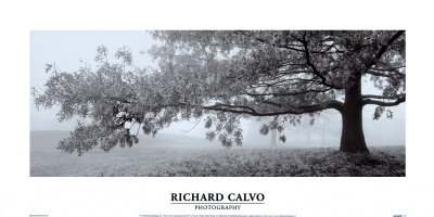 Autumn Oak Print Autumn Oak Print