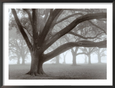 Oak Grove in Fog Framed Print Oak Grove in Fog Framed Print