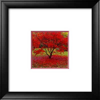 Acer Framed Print Acer Framed Print