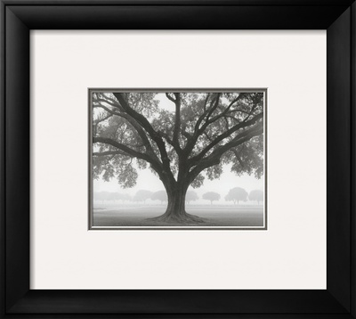 Silhouette Oak Framed Print Silhouette Oak Framed Print