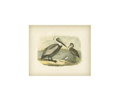 Brown Pelican Print Brown Pelican Print