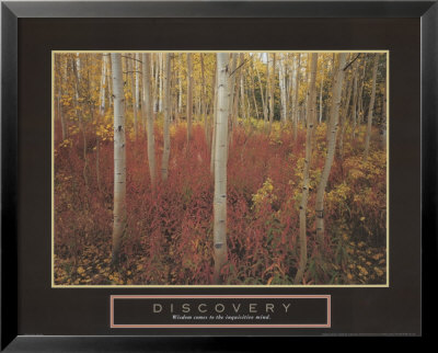 Discovery - Aspen Trees Framed Print Discovery - Aspen Trees Framed Print