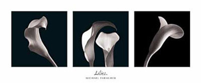 Lilies Print Lilies Print