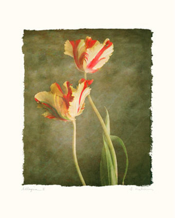 Allegria II Print Allegria II Print