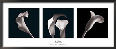 Lilies Framed Print Lilies Framed Print