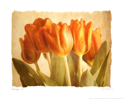 Bellezza II Print Bellezza II Print