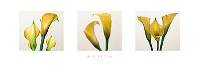 Three Lilies II Print Three Lilies II Print