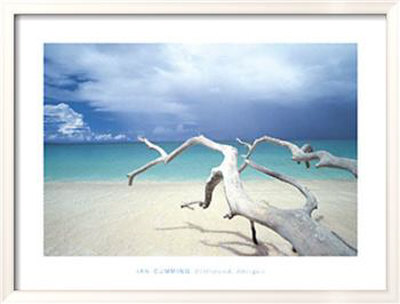 Driftwood, Antigua Framed Print Driftwood, Antigua Framed Print