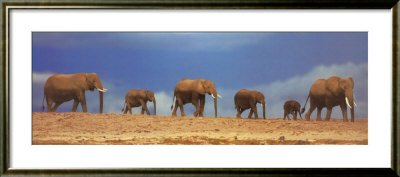African Elephant Herd, Kenya Framed Poster African Elephant Herd, Kenya Framed Poster