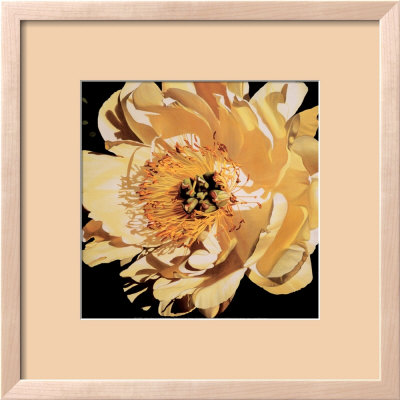 Yellow Peony Framed Print Yellow Peony Framed Print