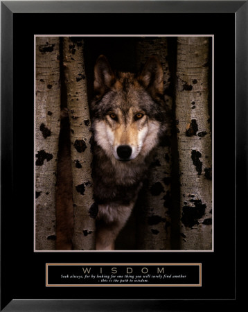 Wisdom - Gray Wolf Framed Print Wisdom - Gray Wolf Framed Print