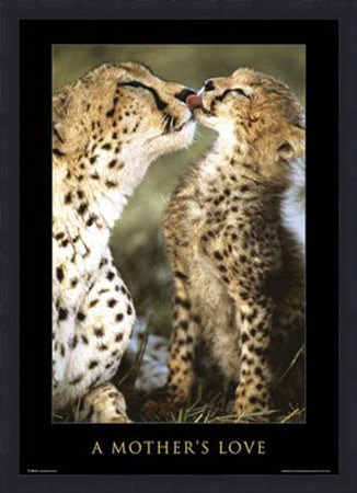 Mother's Love Framed Poster Mother's Love Framed Poster