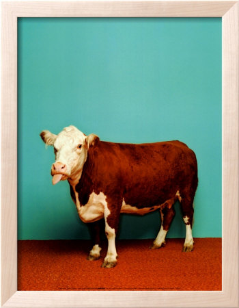 Cow Framed Print Cow Framed Print