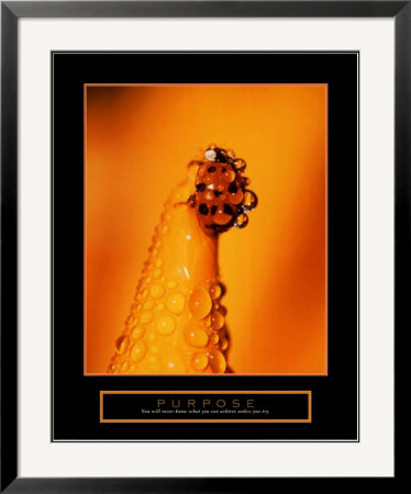 Purpose - Ladybug Framed Print Purpose - Ladybug Framed Print