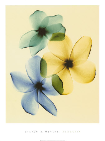 Plumeria Print Plumeria Print