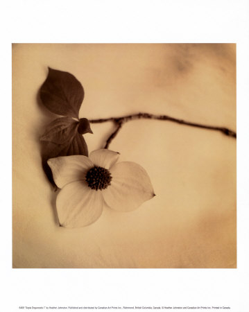 Sepia Dogwoods I Print Sepia Dogwoods I Print