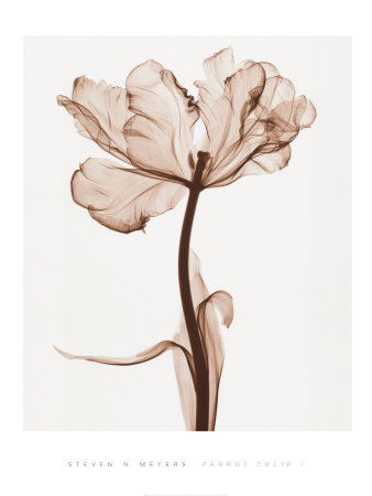 Parrot Tulips I Print Parrot Tulips I Print