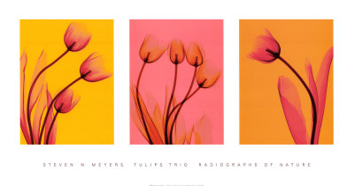 Tulips Trio Print Tulips Trio Print