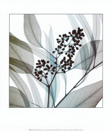 Eucalyptus Print Eucalyptus Print